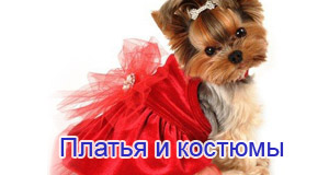 Одежда для маленьких собак