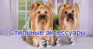 Аксессуары, банты, заколки, шлейки, ошейники для маленьких собак